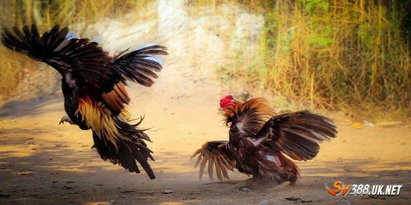 Gà Đòn Thomo - Mãn Nhãn Với Những Trận Đấu Đỉnh Cao Gà Đòn Thomo - Mãn Nhãn Với Những Trận Đấu Đỉnh Cao