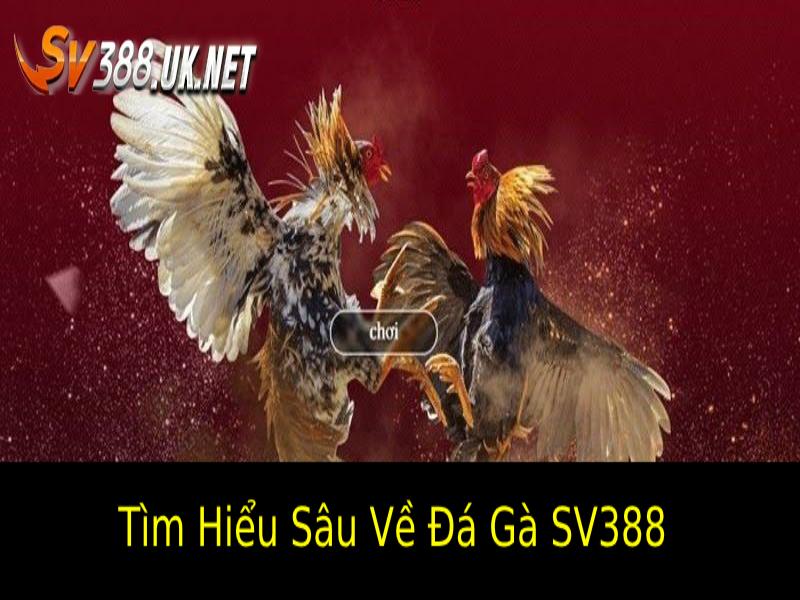 Kinh Nghiệm Chơi Đá Gà Trực Tuyến SV388 – Bí Quyết Thắng To Tìm Hiểu Sâu Về Đá Gà SV388