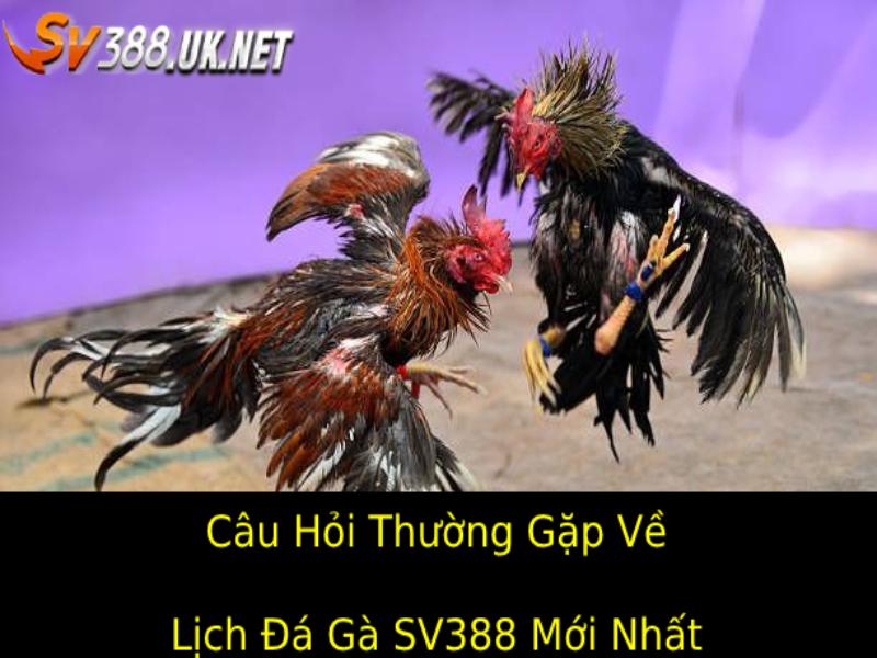 Lịch Đá Gà SV388 Mới Nhất – Cập Nhật Các Trận Đấu Hấp Dẫn Câu Hỏi Thường Gặp (FAQs)