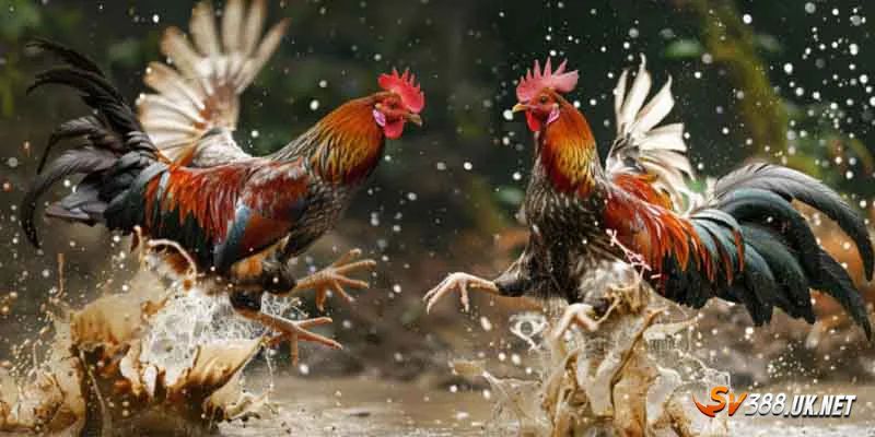 Gà Đòn Thomo - Mãn Nhãn Với Những Trận Đấu Đỉnh Cao Luật chơi cho những ai chưa biết