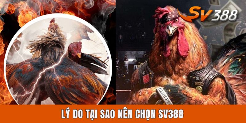 Lý do tại sao nên chọn Sv388